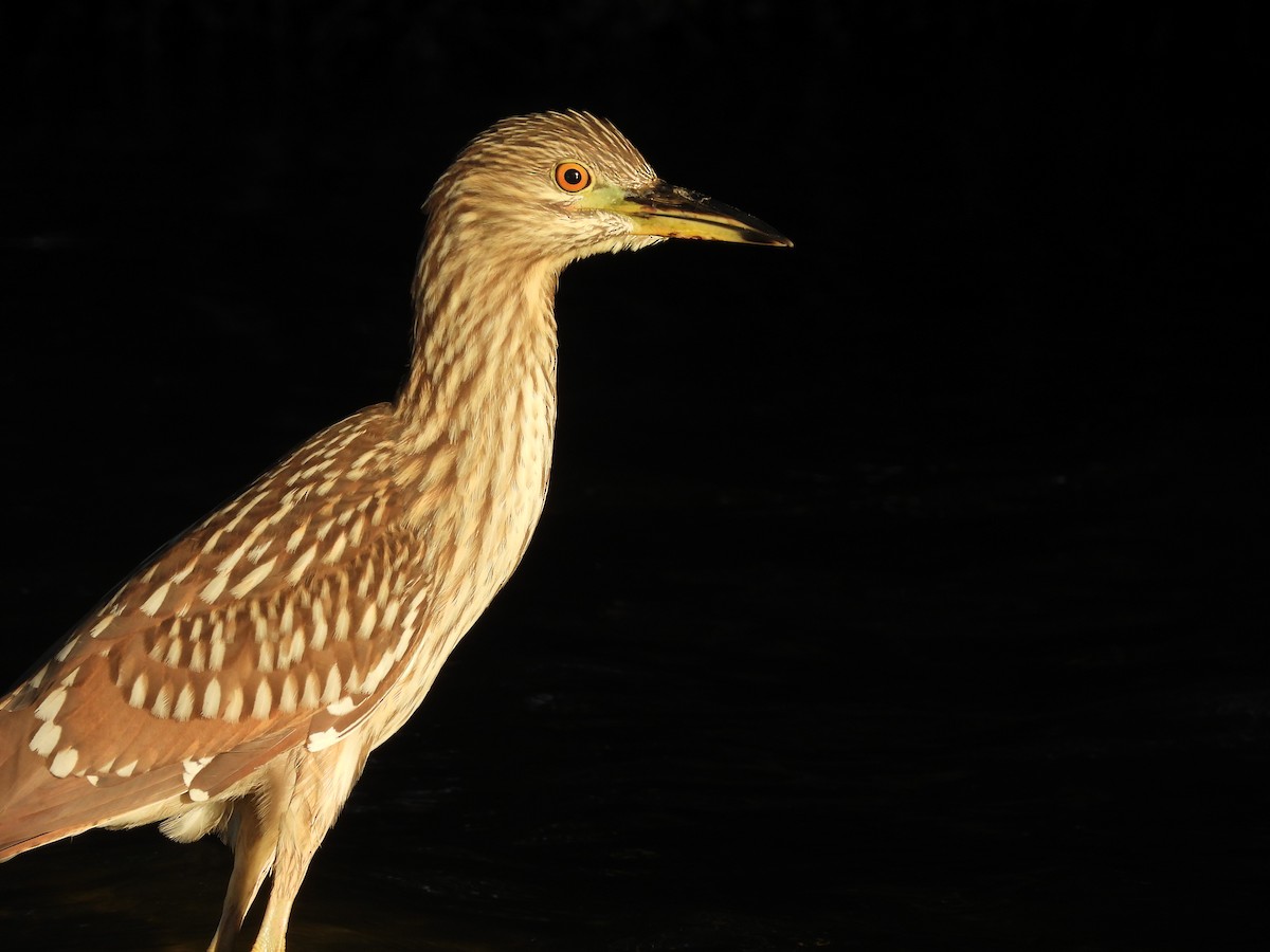 Black-crowned Night Heron - ML618043133