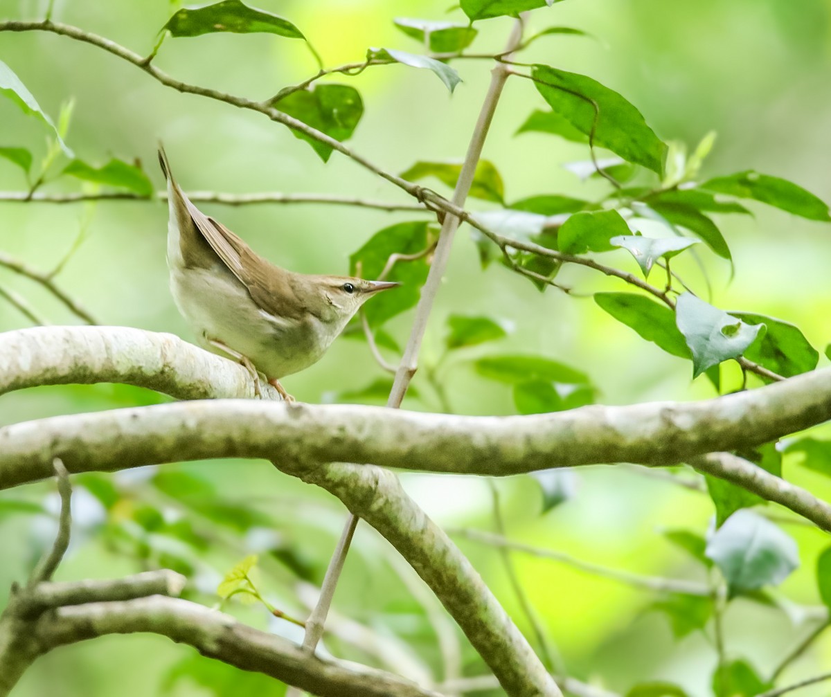 Swainson's Warbler - ML618043138