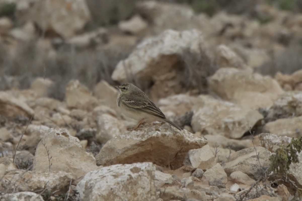 Tawny Pipit - ML618043147