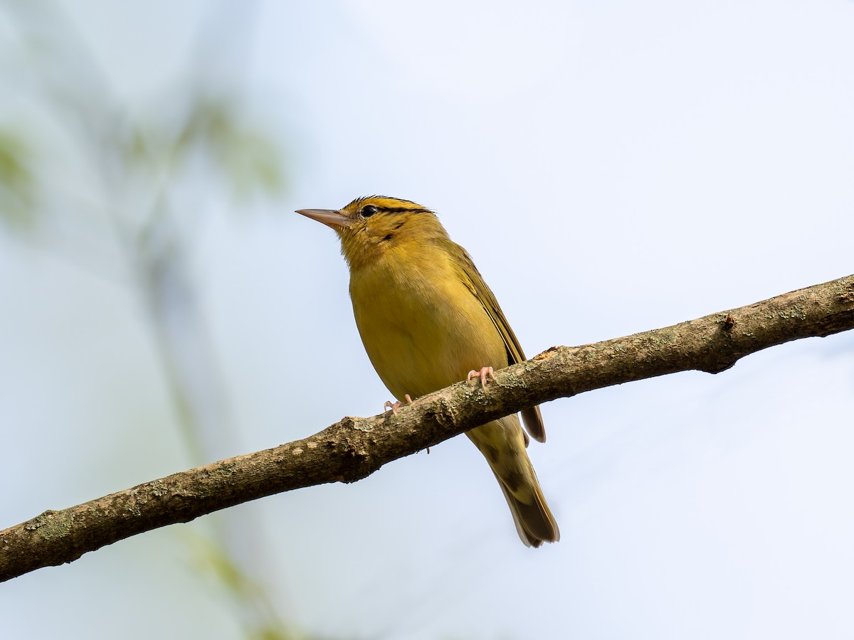 Worm-eating Warbler - David French