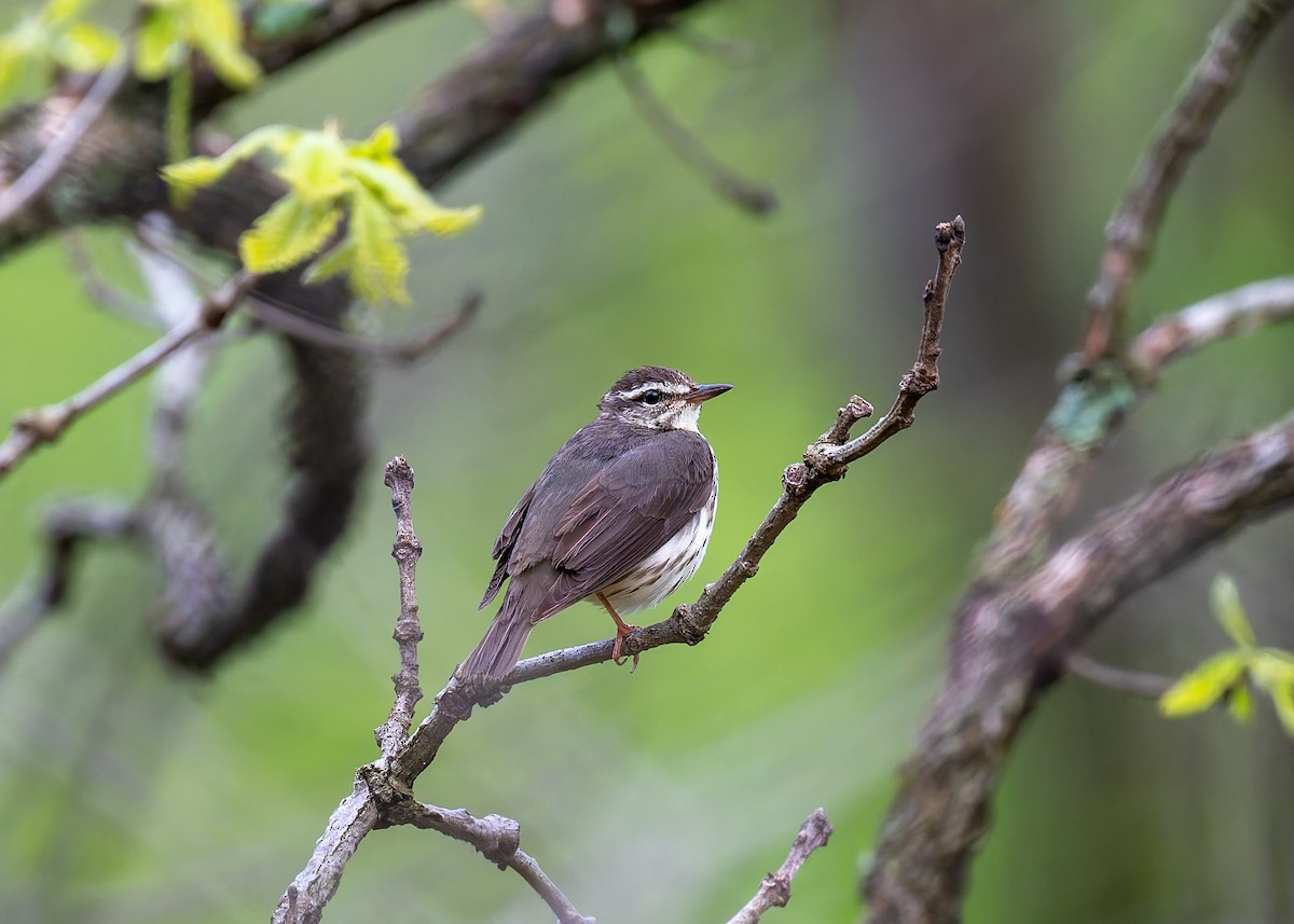 Louisiana Waterthrush - David French