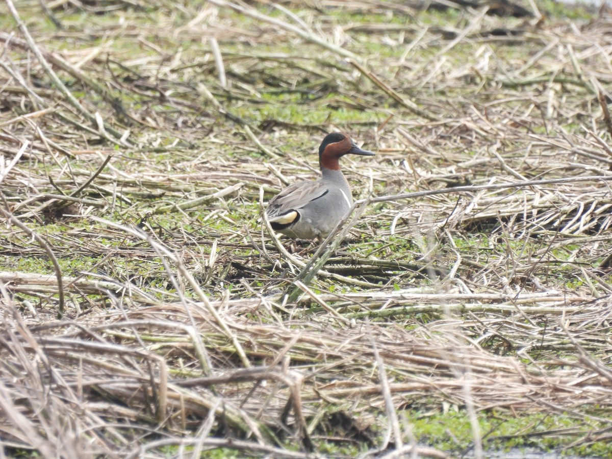 Green-winged Teal - ML618043201