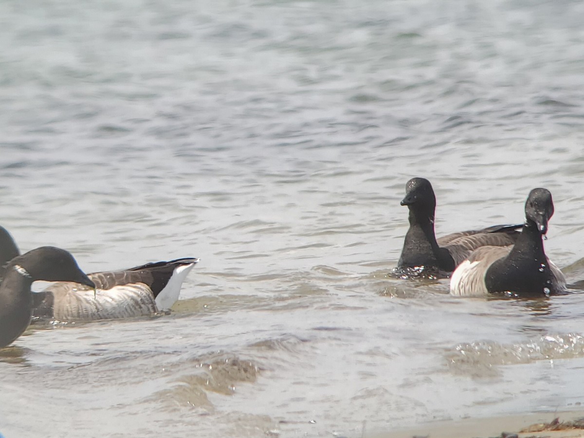 Brant - ML618043205