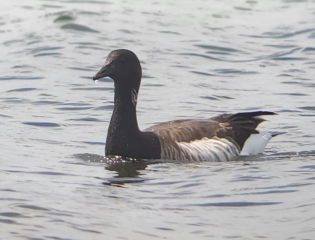 Brant - ML618043208