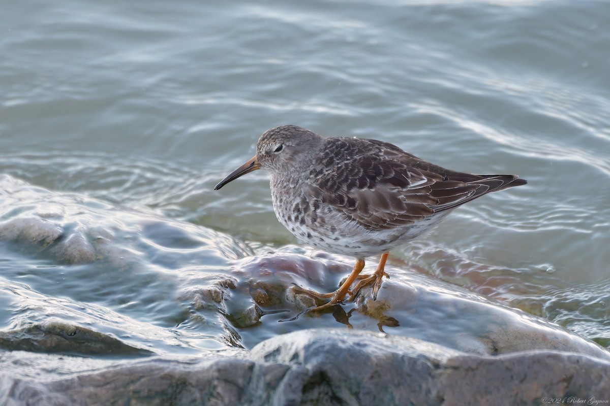 Purple Sandpiper - ML618043209