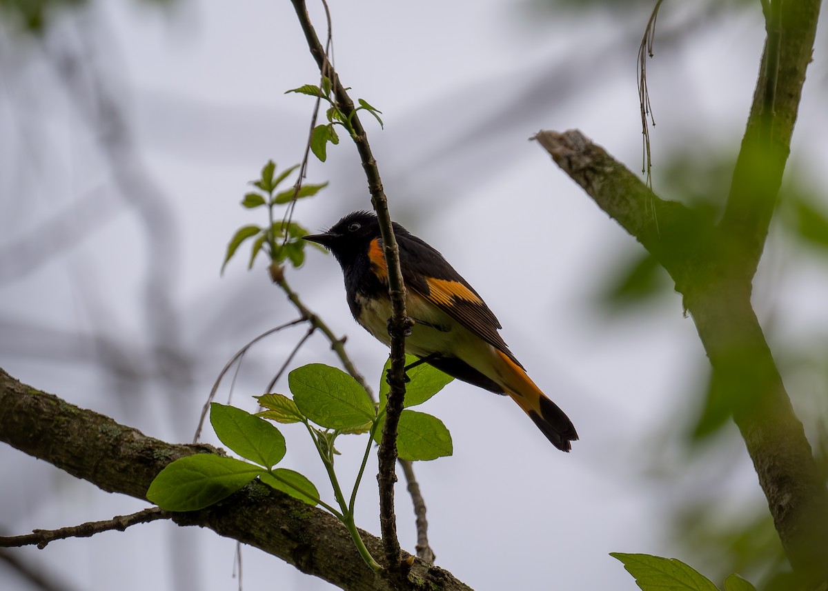 American Redstart - David French