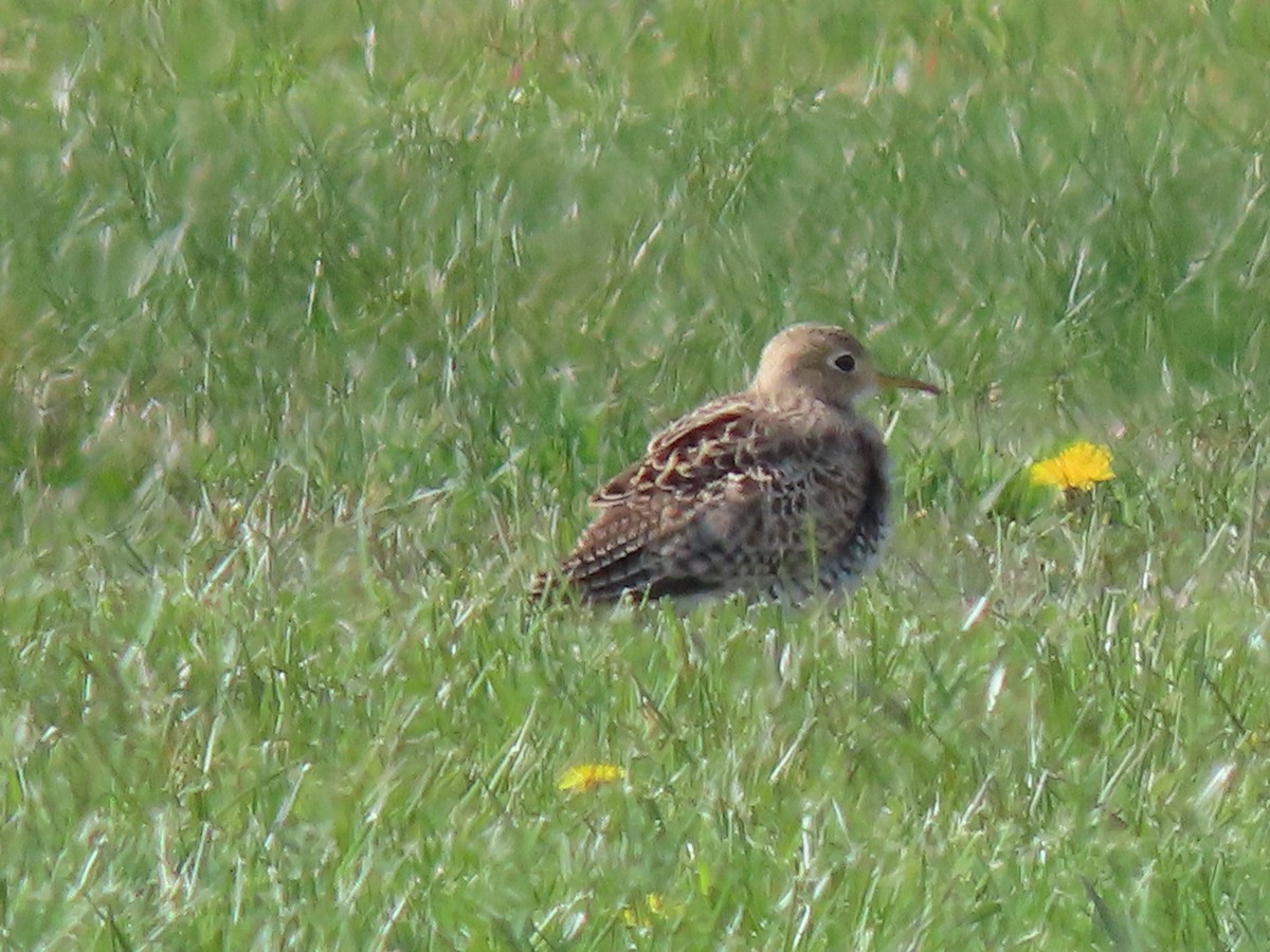 Upland Sandpiper - Jannie Shapiro