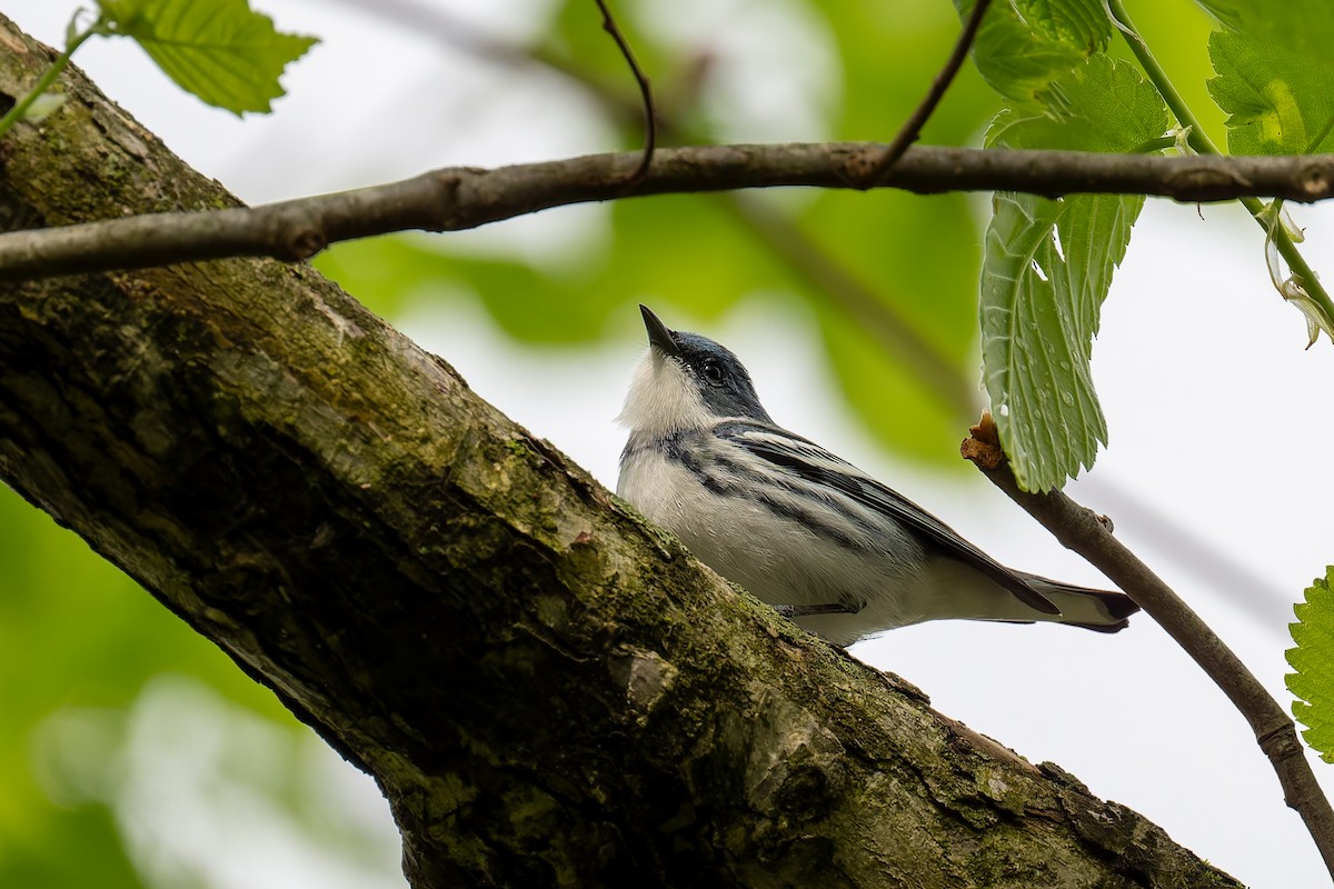 Cerulean Warbler - David French