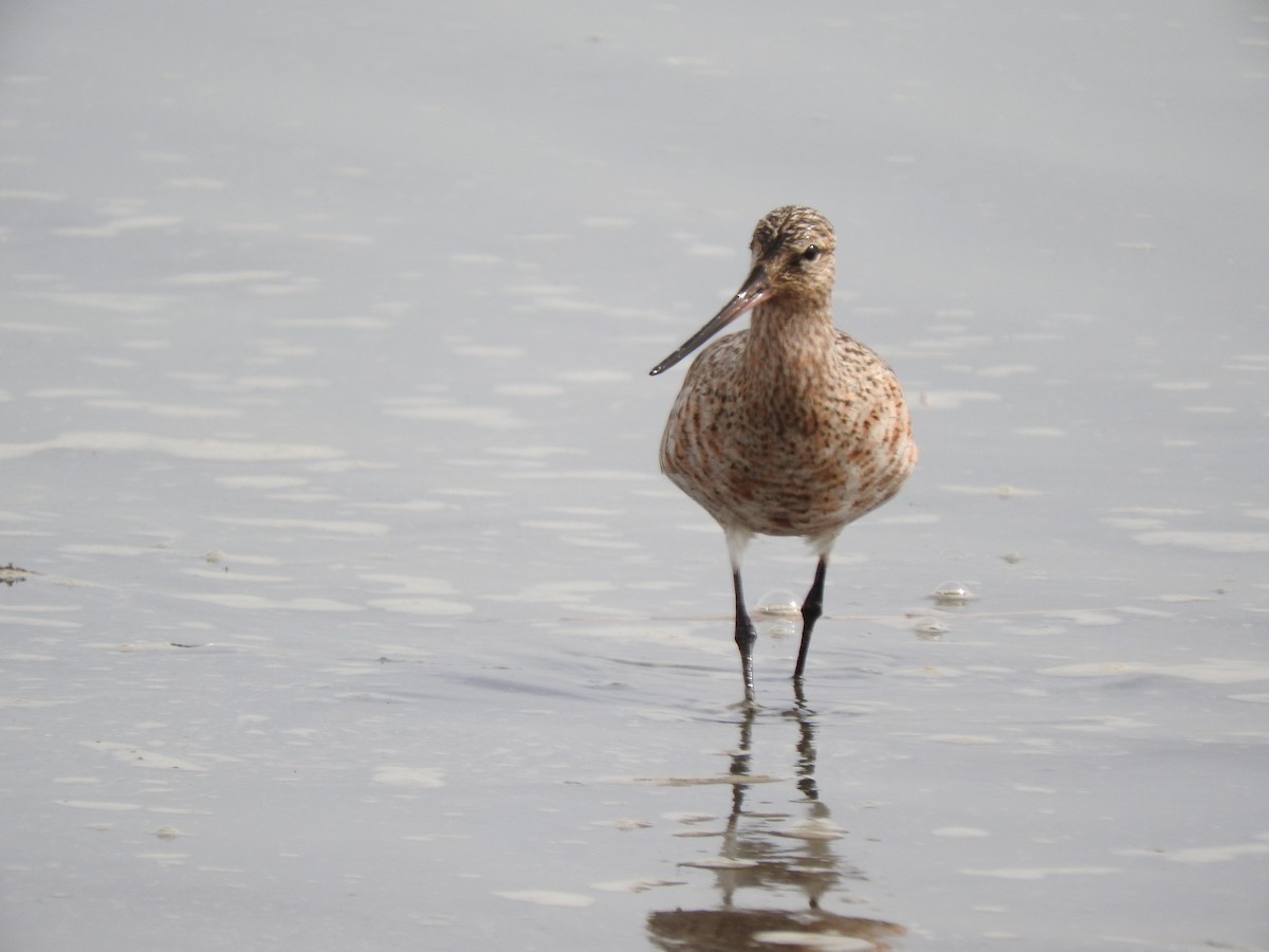 Bar-tailed Godwit - ML618043254