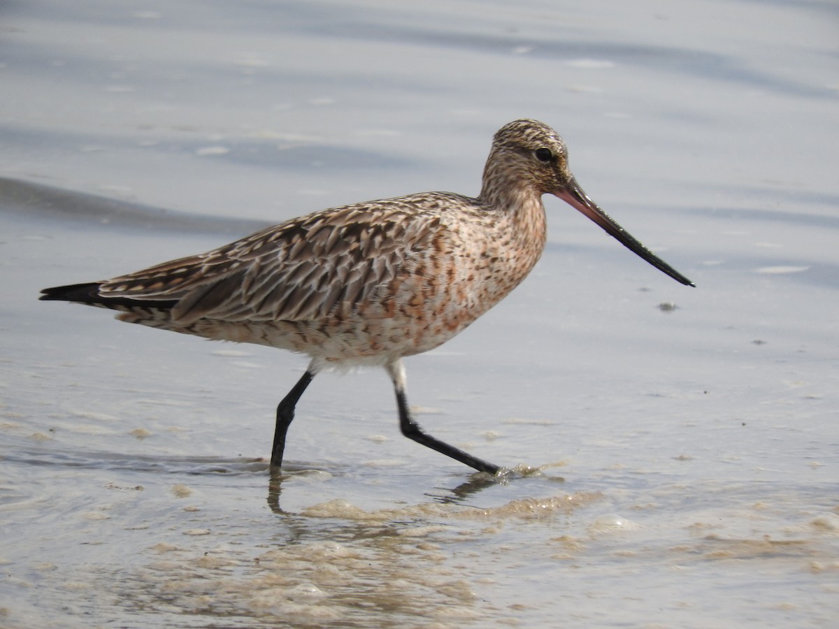 Bar-tailed Godwit - AYUMI 🐦