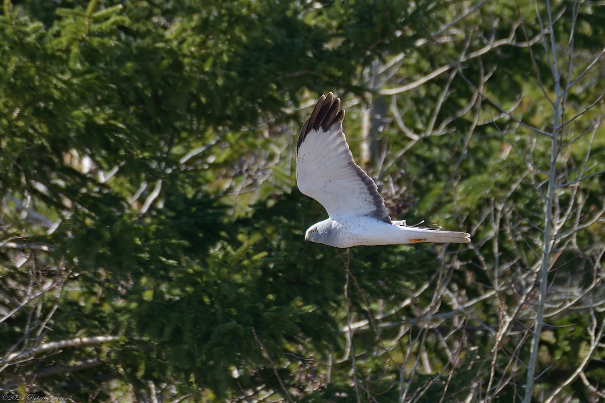 Northern Harrier - Robert Gagnon