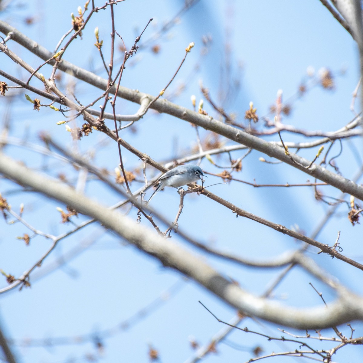 Blue-gray Gnatcatcher - ML618043275