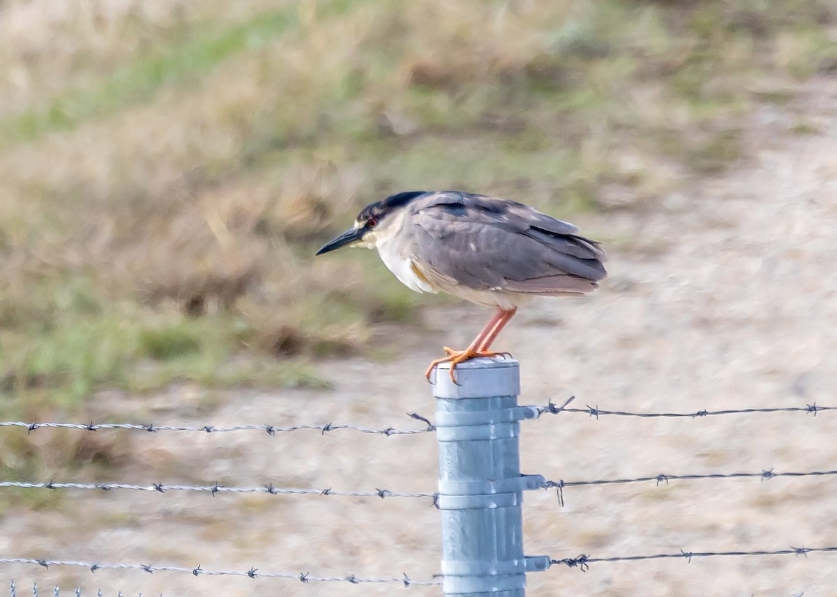 Black-crowned Night Heron - ML618043308