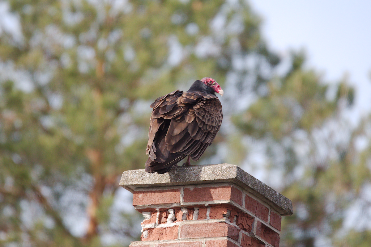 Turkey Vulture - ML618043322