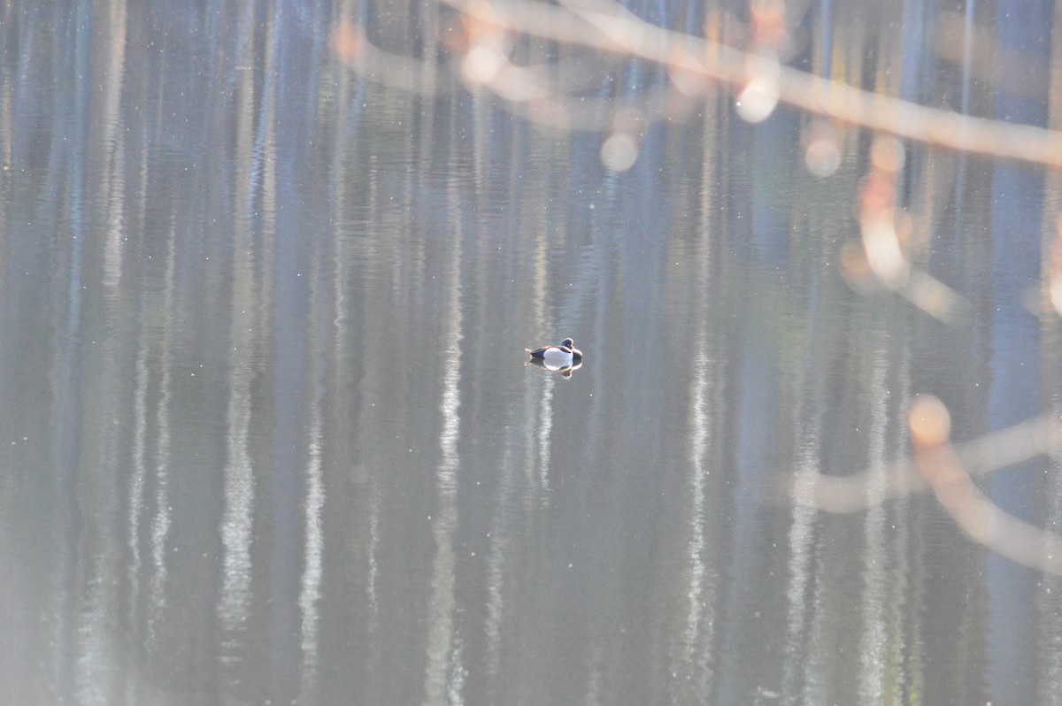 Ring-necked Duck - ML618043333