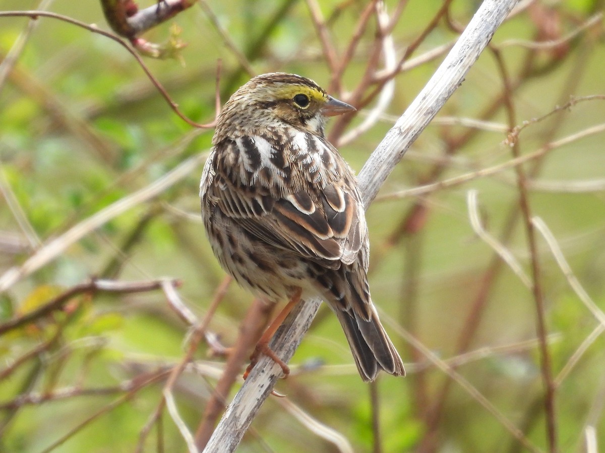 Savannah Sparrow - ML618043339