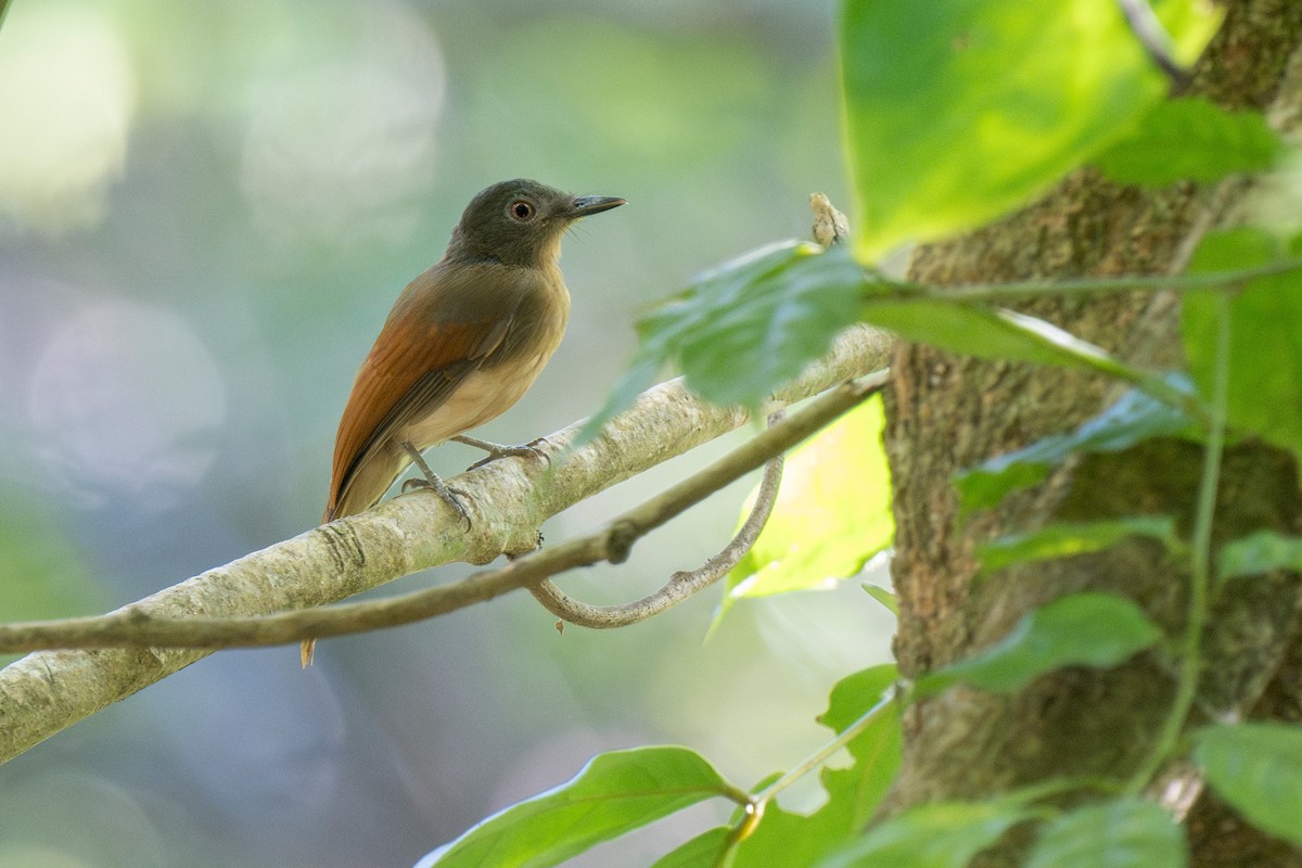 Rufous-winged Philentoma - ML618043375