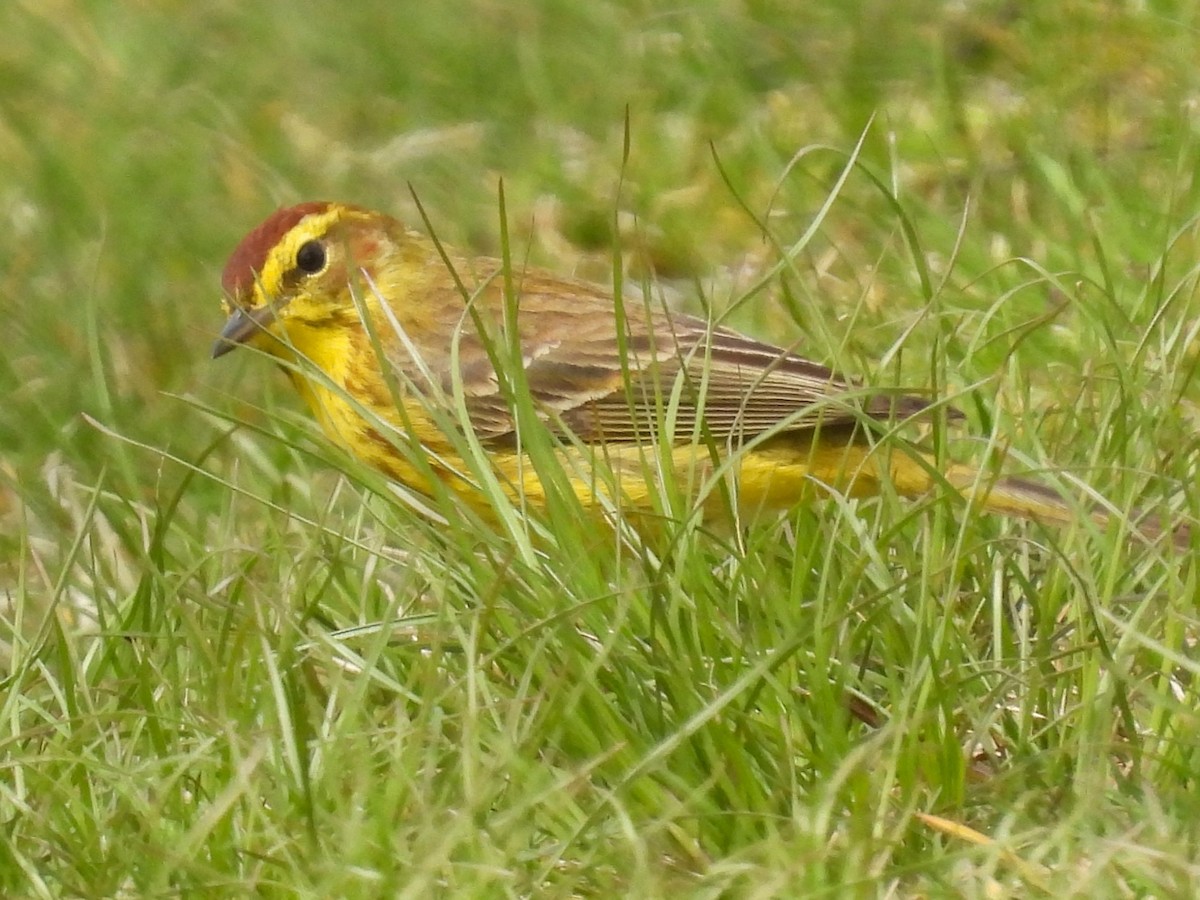 Paruline à couronne rousse - ML618043378