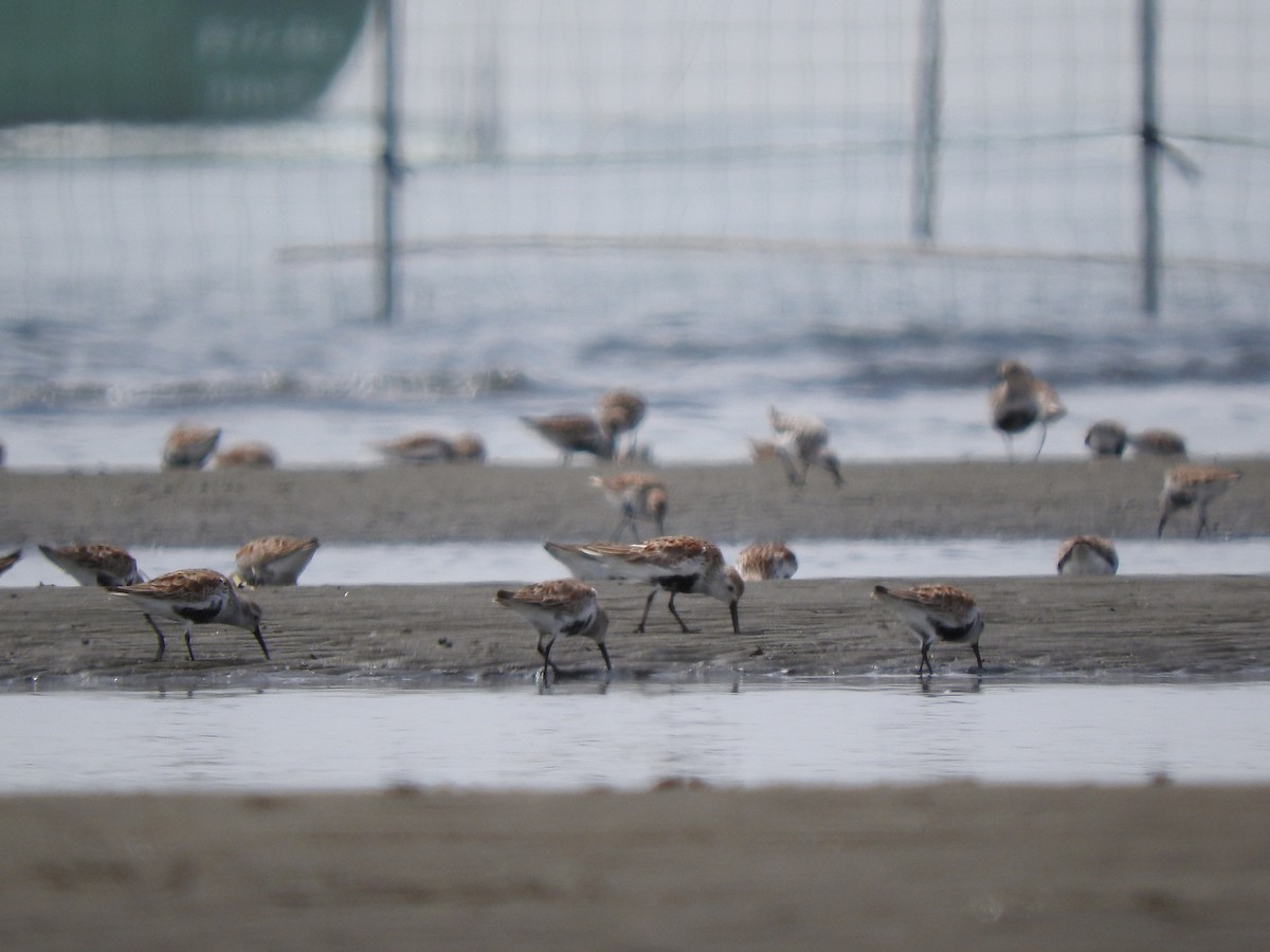 Dunlin - ML618043395