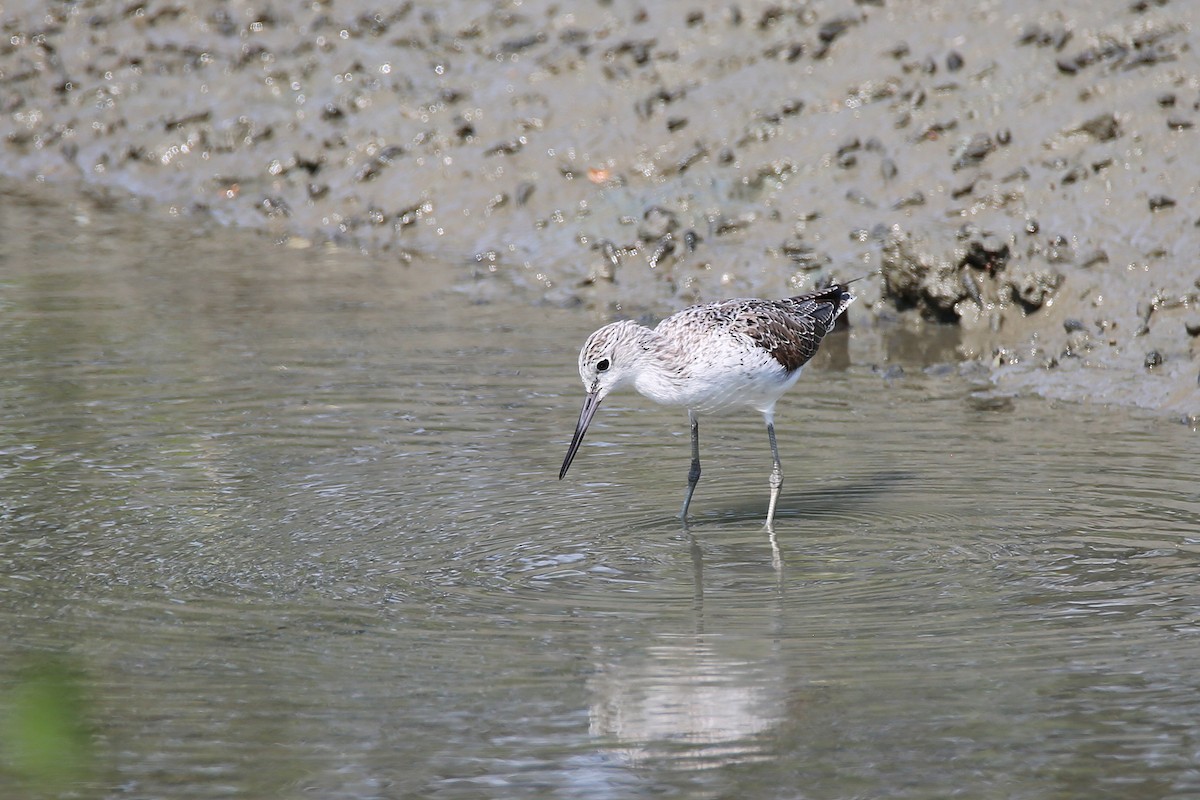 Common Greenshank - ML618043408