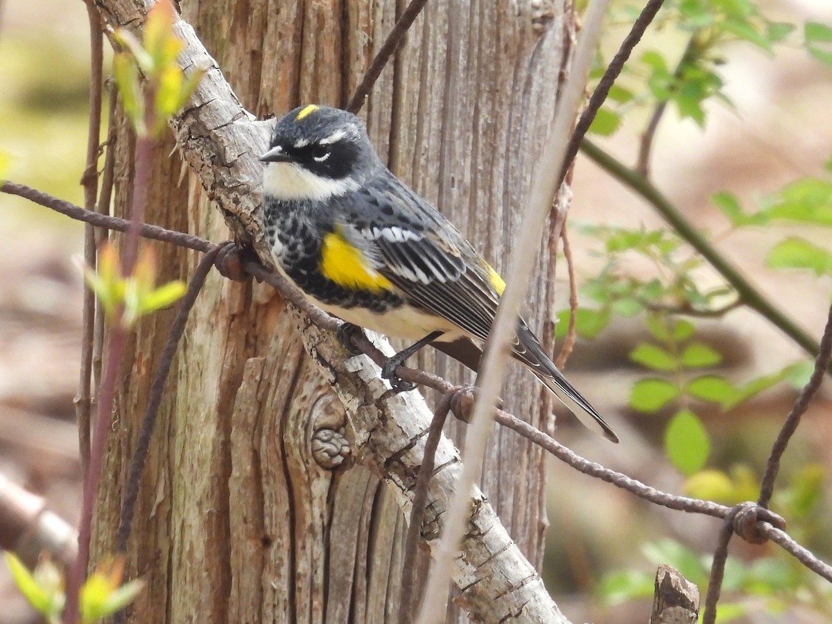 Yellow-rumped Warbler - ML618043418