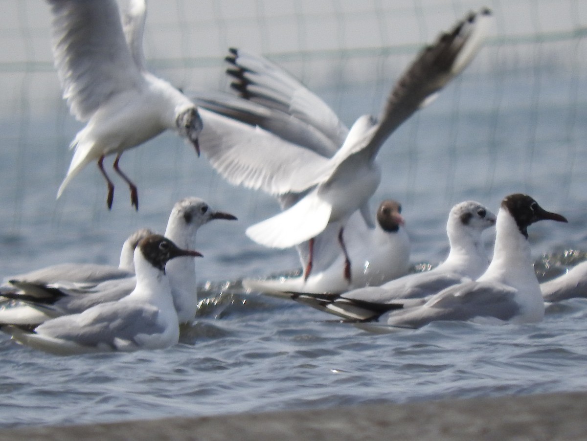 Mouette rieuse - ML618043478