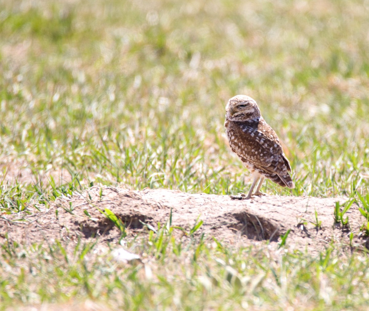 Burrowing Owl - ML618043491