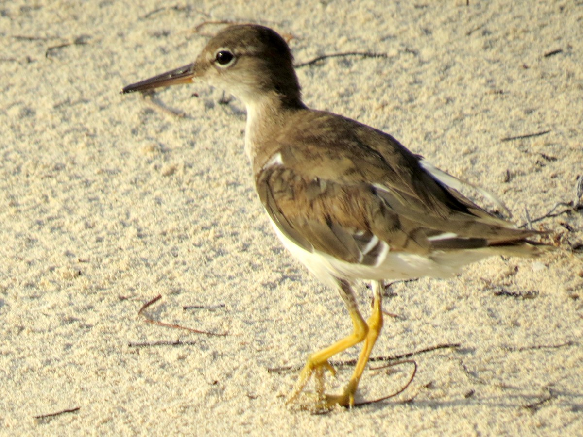 Spotted Sandpiper - ML618043503