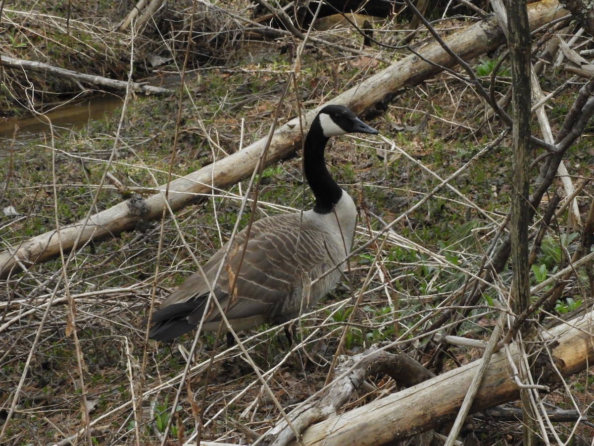 Canada Goose - ML618043523