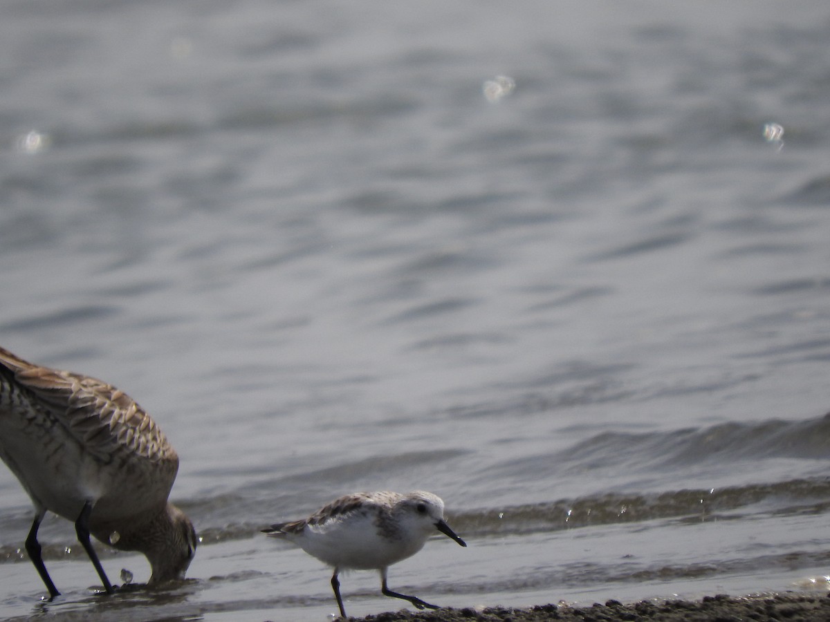 Sanderling - ML618043535