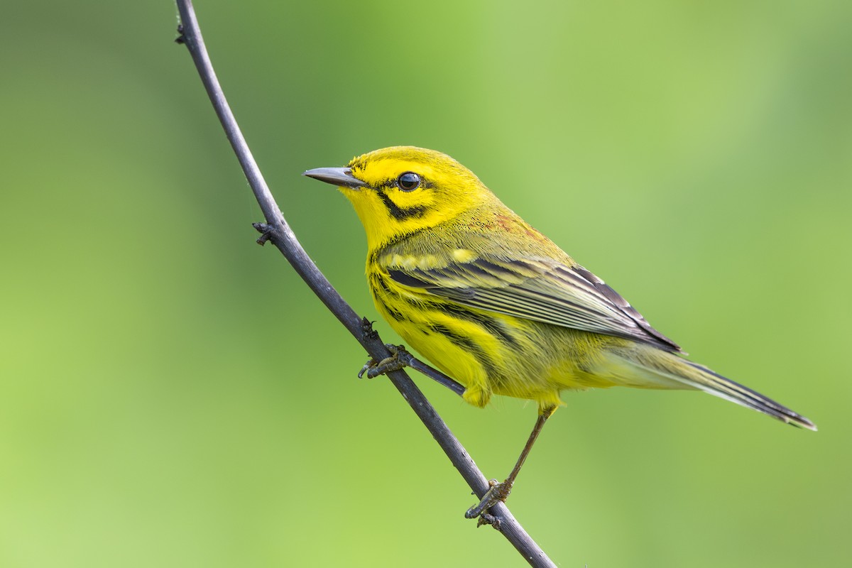 Prairie Warbler - ML618043540