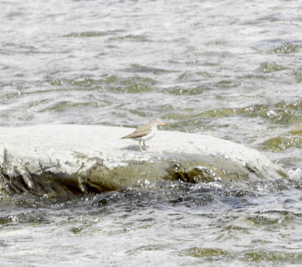 Spotted Sandpiper - ML618043550