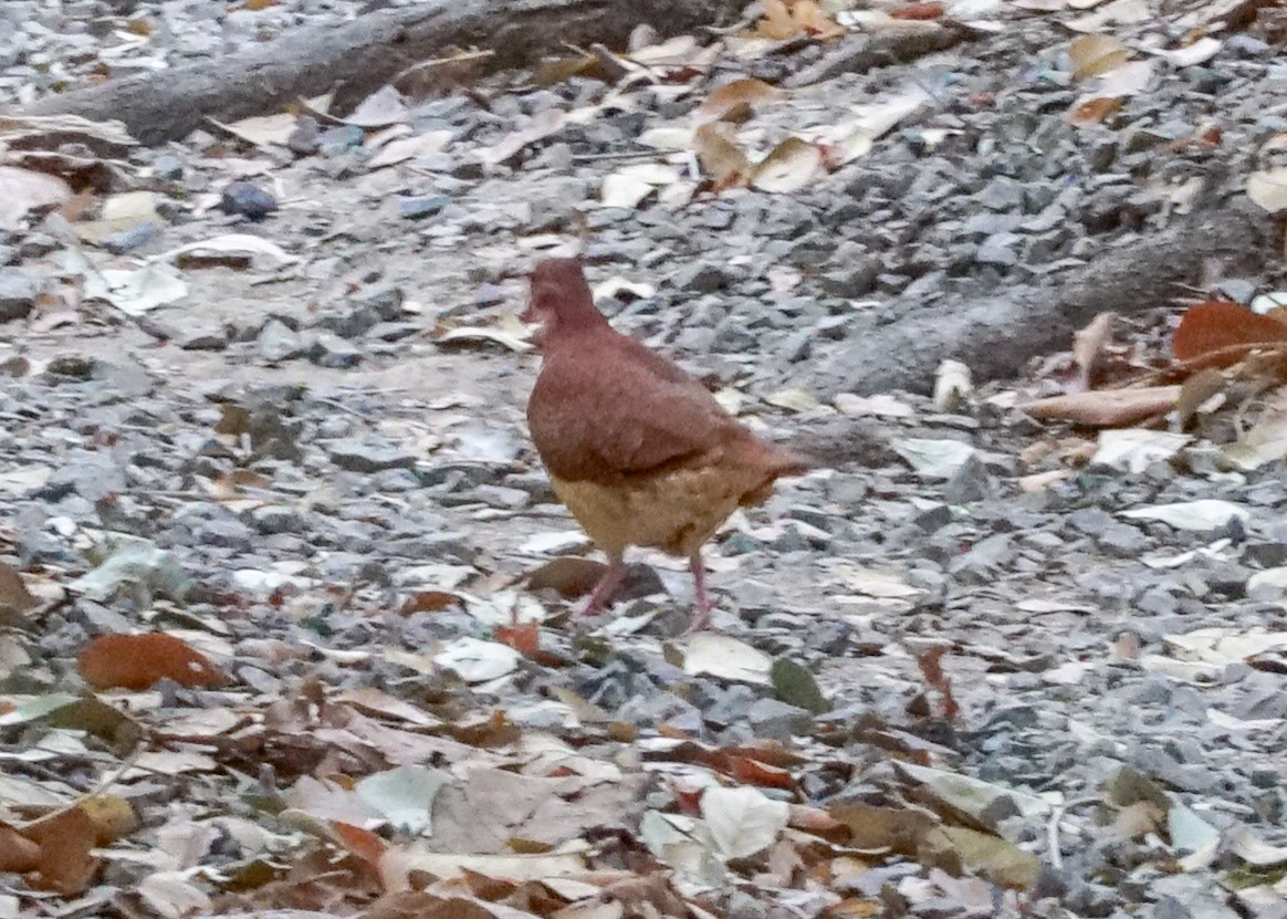 Ruddy Quail-Dove - Shawn Pfautsch