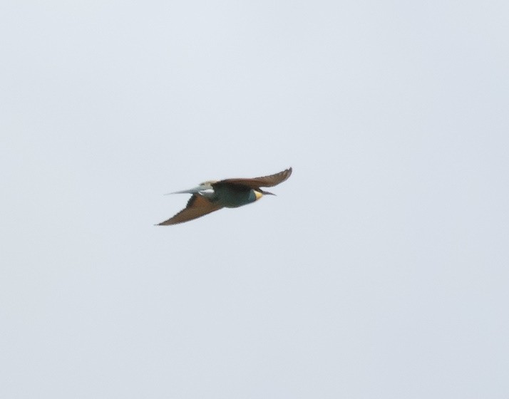European Bee-eater - ML618043572