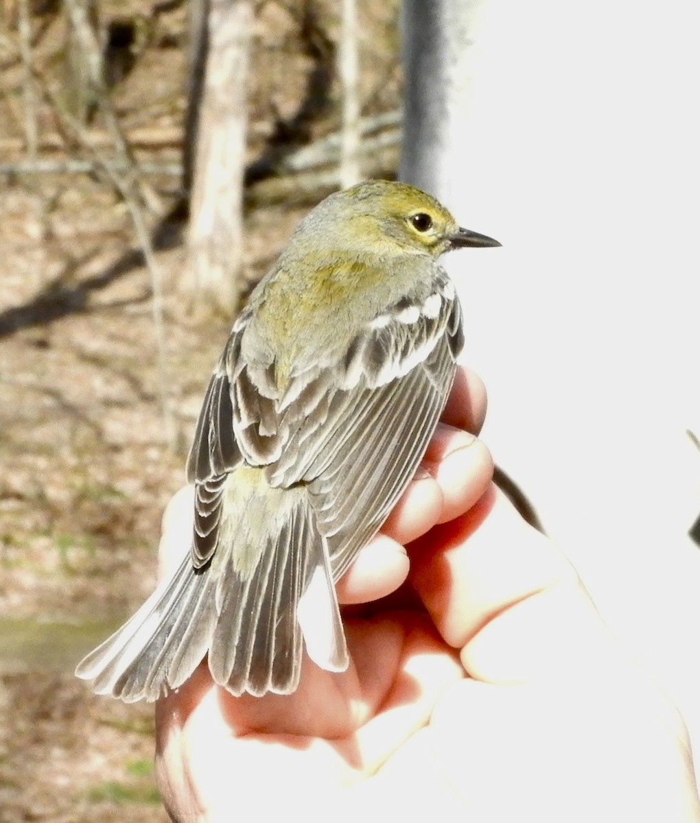 Pine Warbler - Daniel Triplett