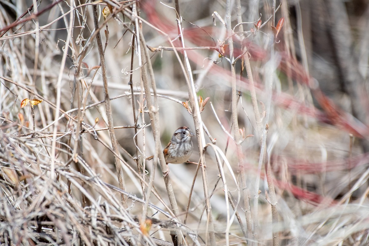 Swamp Sparrow - ML618043583