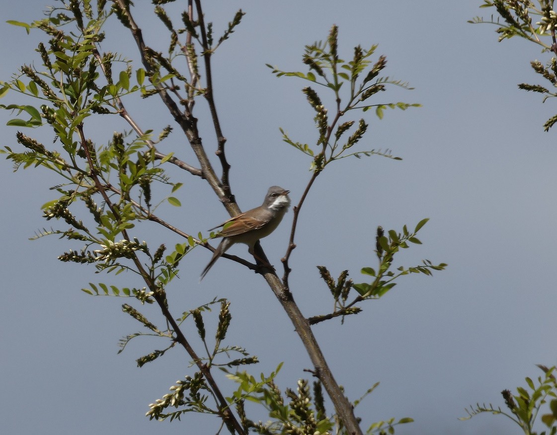 Greater Whitethroat - ML618043599