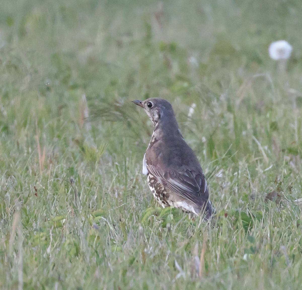 Mistle Thrush - ML618043601