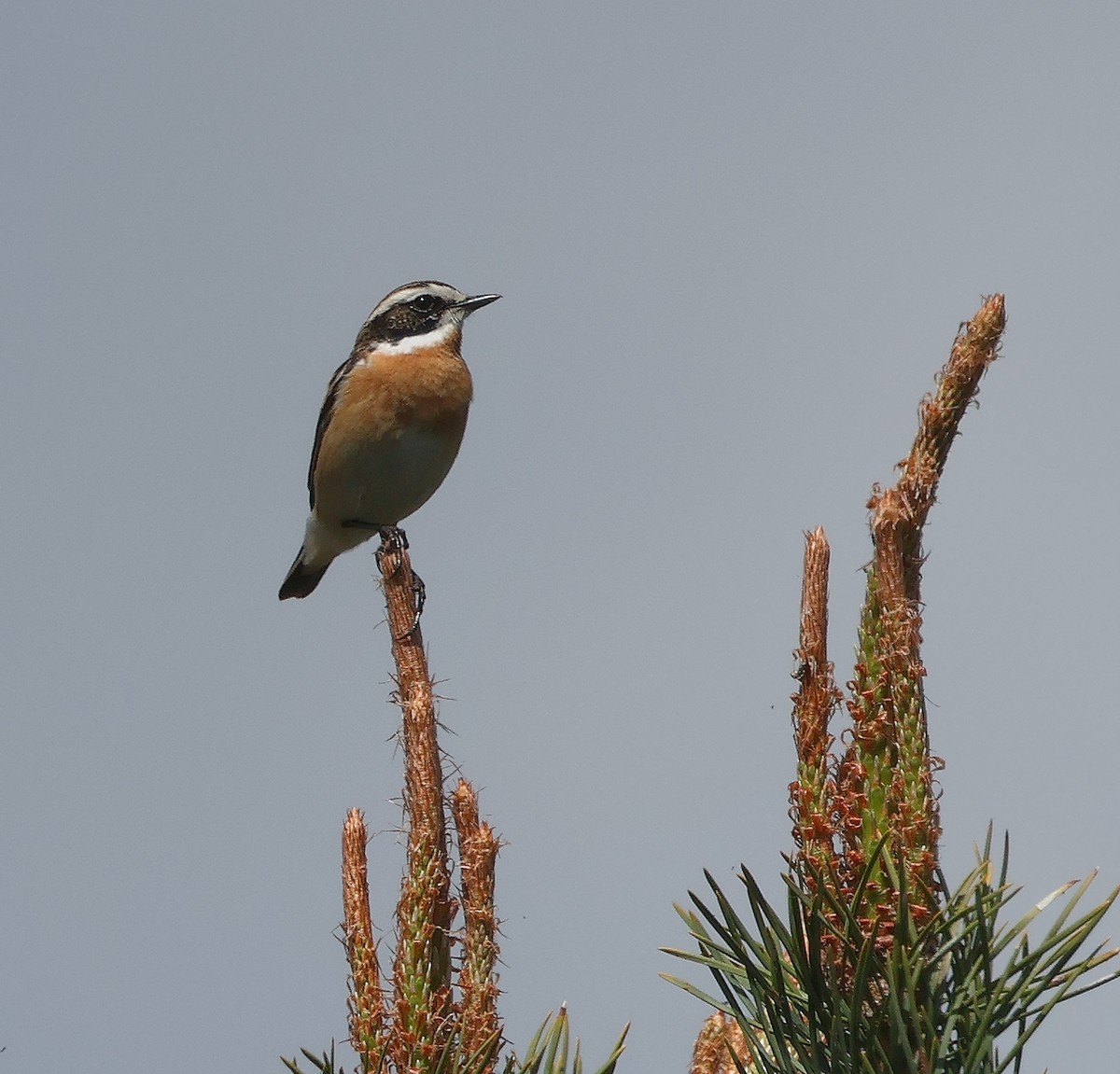 Whinchat - ML618043619