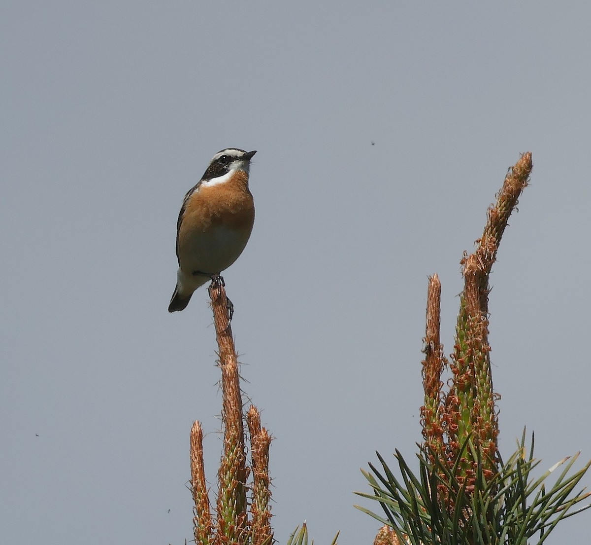 Whinchat - ML618043620