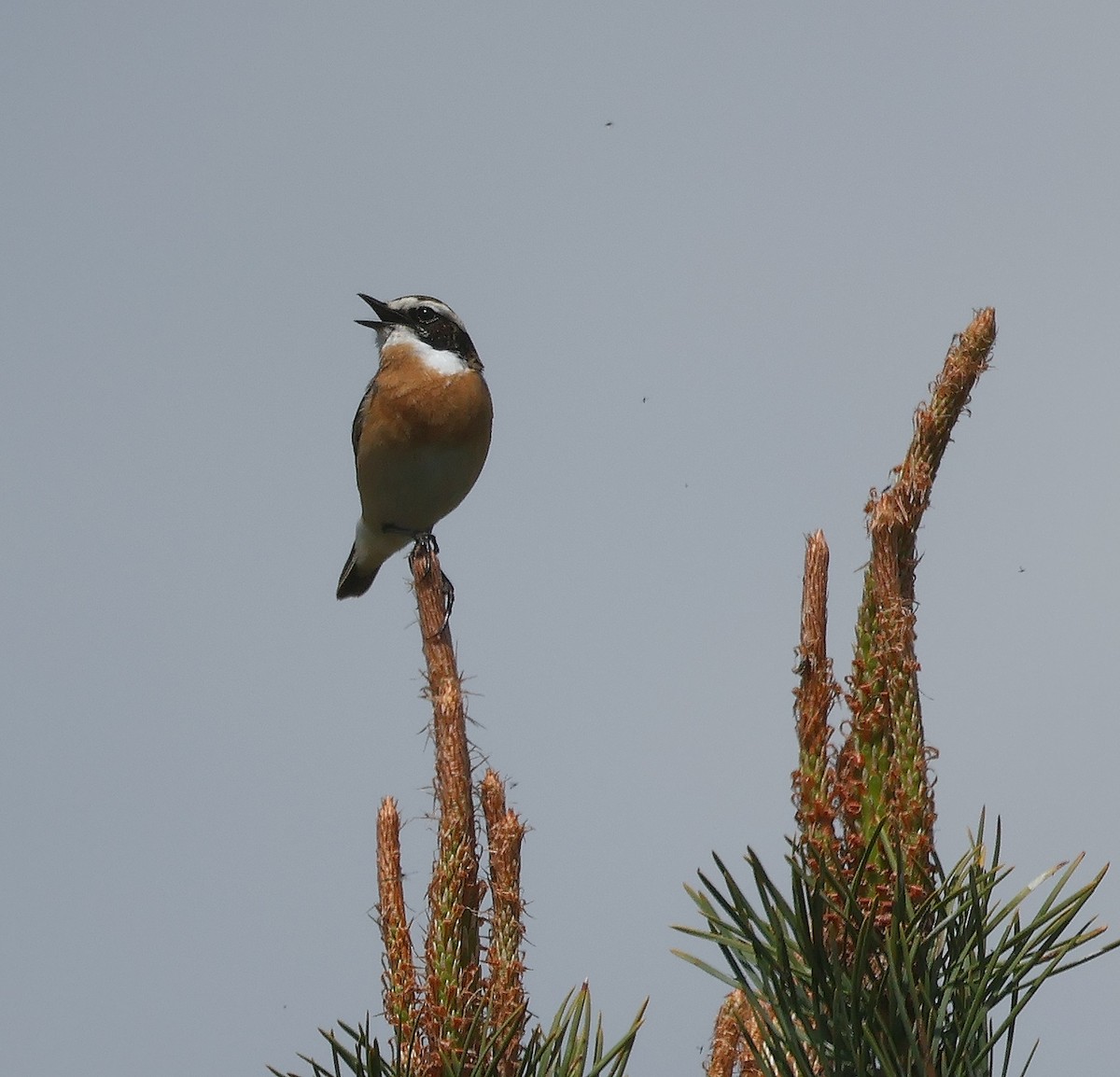 Whinchat - ML618043621