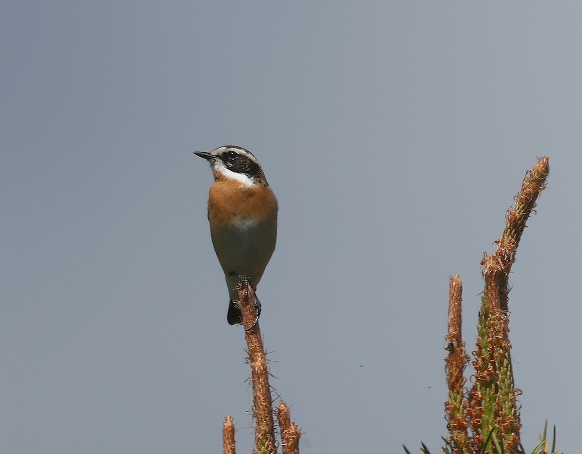 Braunkehlchen - ML618043630