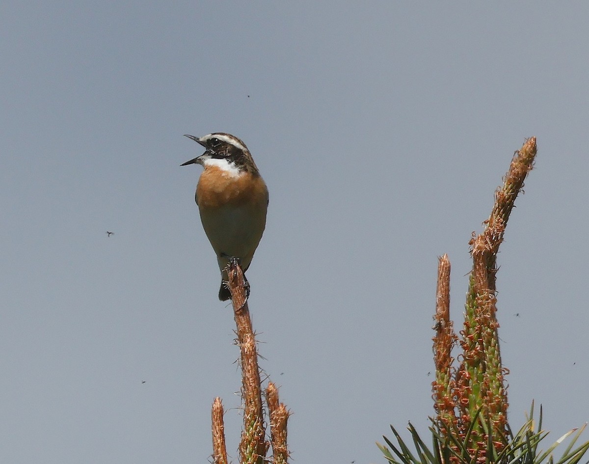 Whinchat - ML618043635