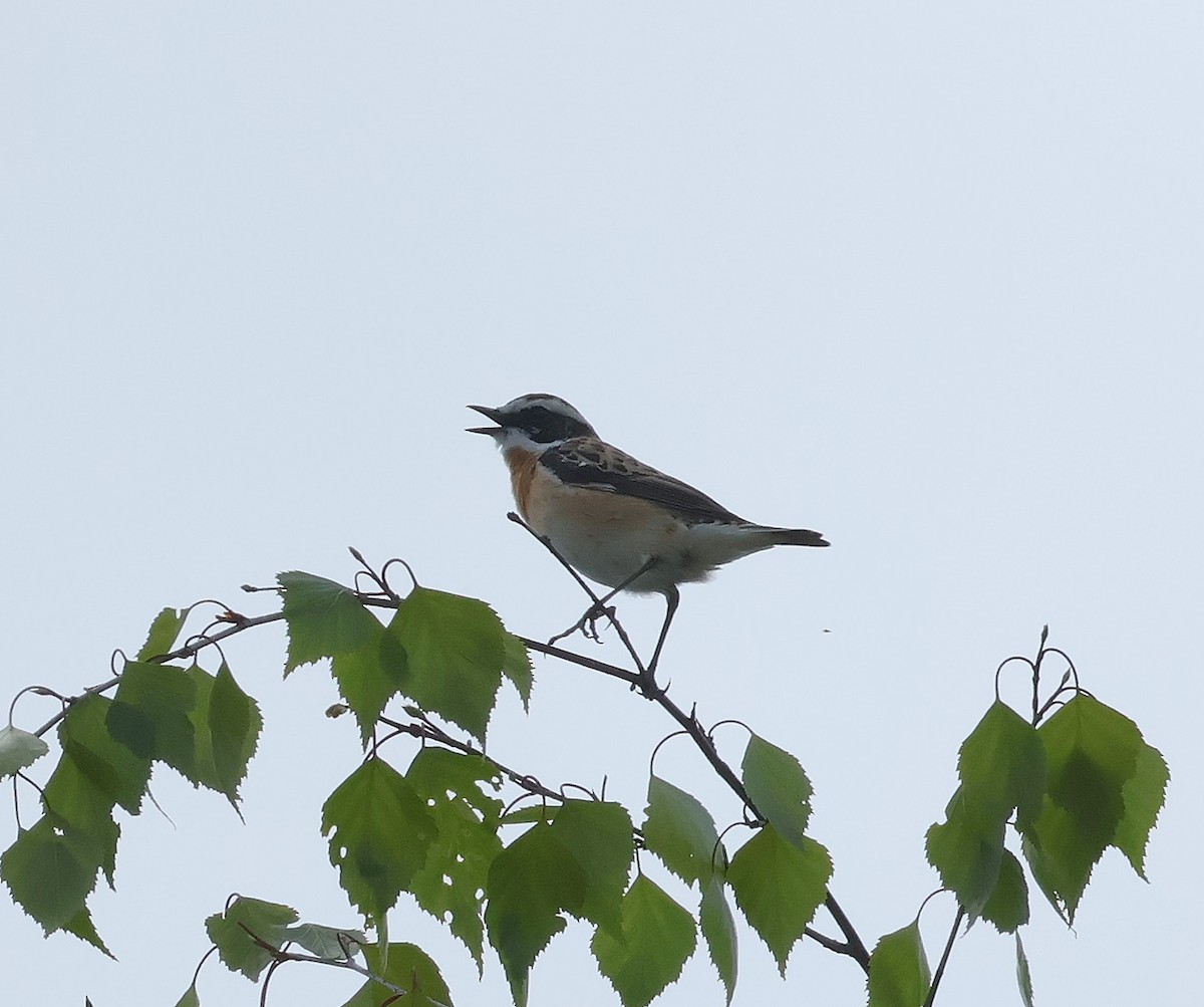 Whinchat - ML618043638