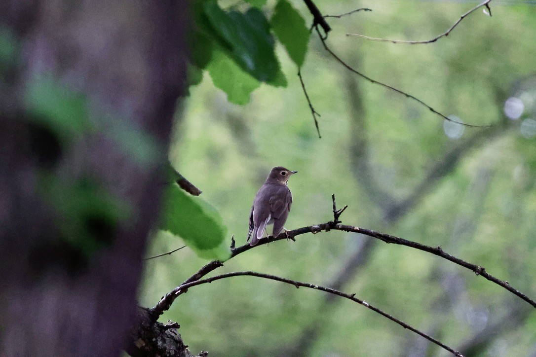 Swainson's Thrush - ML618043650