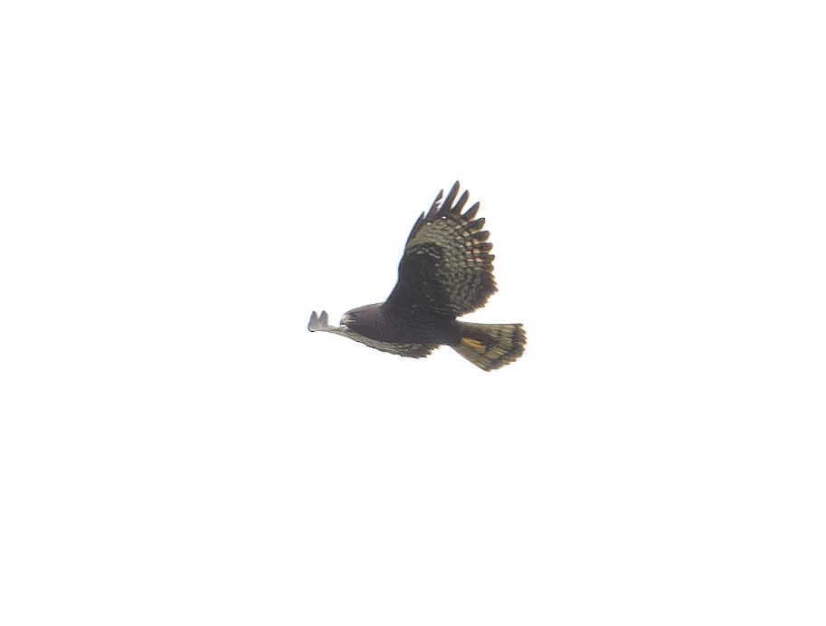 Short-tailed Hawk - ML618043730