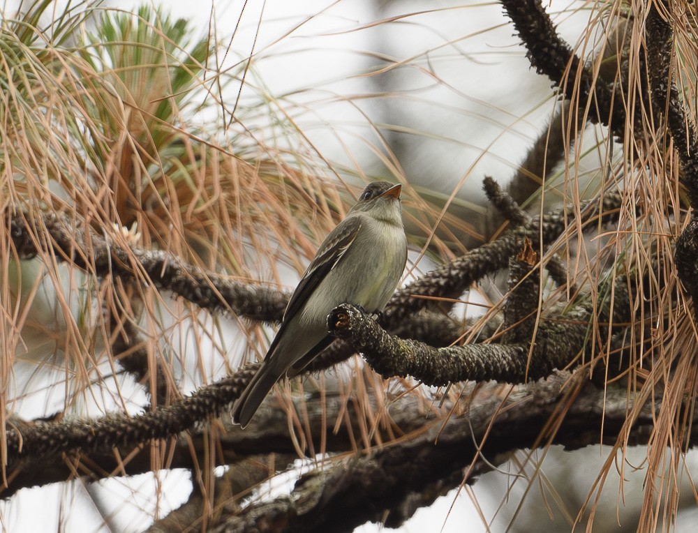 Eastern Wood-Pewee - ML618043745