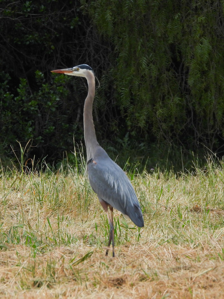 Great Blue Heron - ML618043749