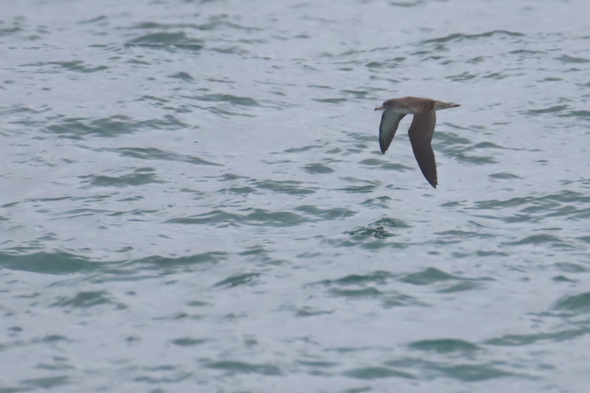 Cory's Shearwater (Scopoli's) - Eric Mozas Casamayor