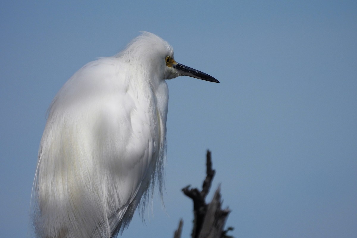 Snowy Egret - S. K.  Jones